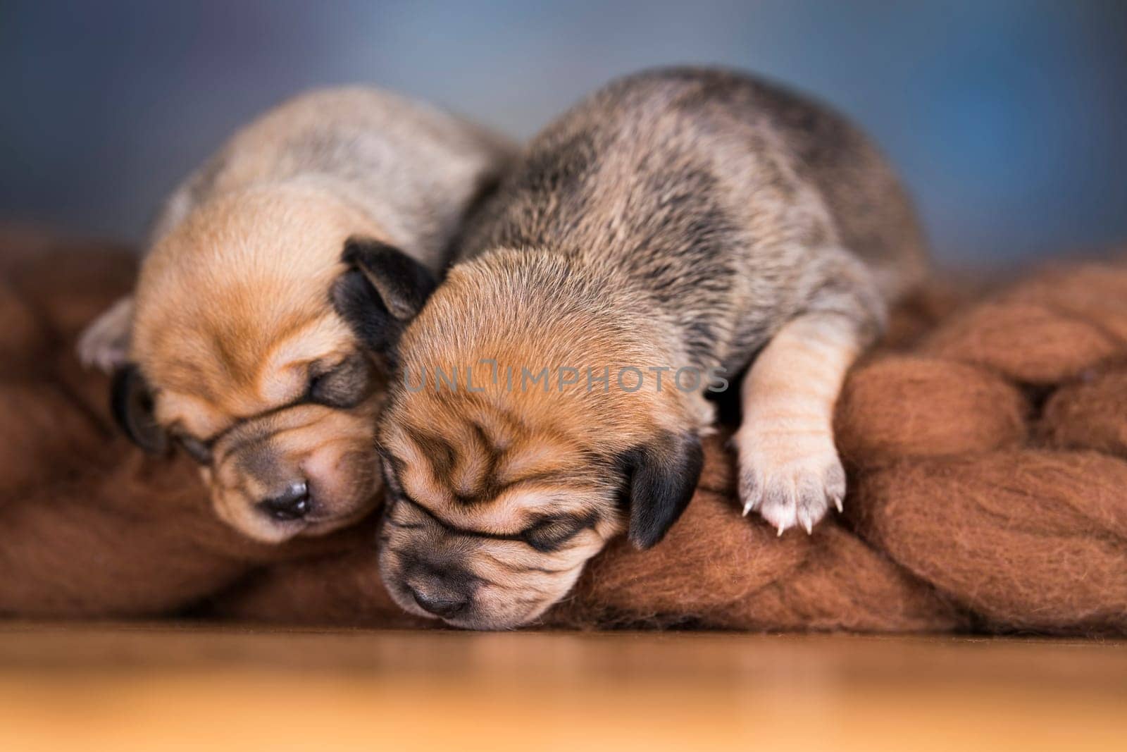 Little cute puppies are sleeping on a blanket