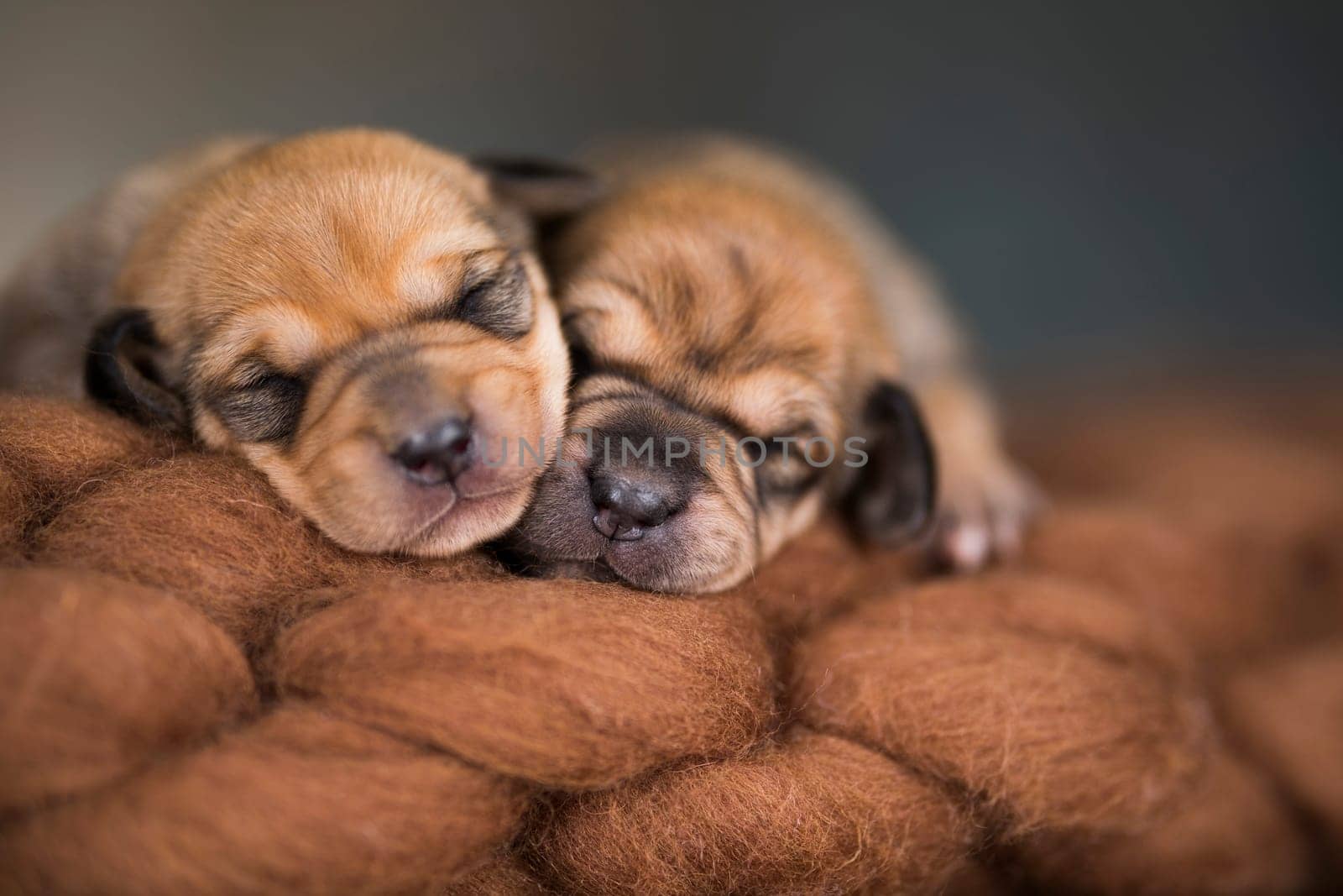 A beautiful little dog sleeps on a blanket