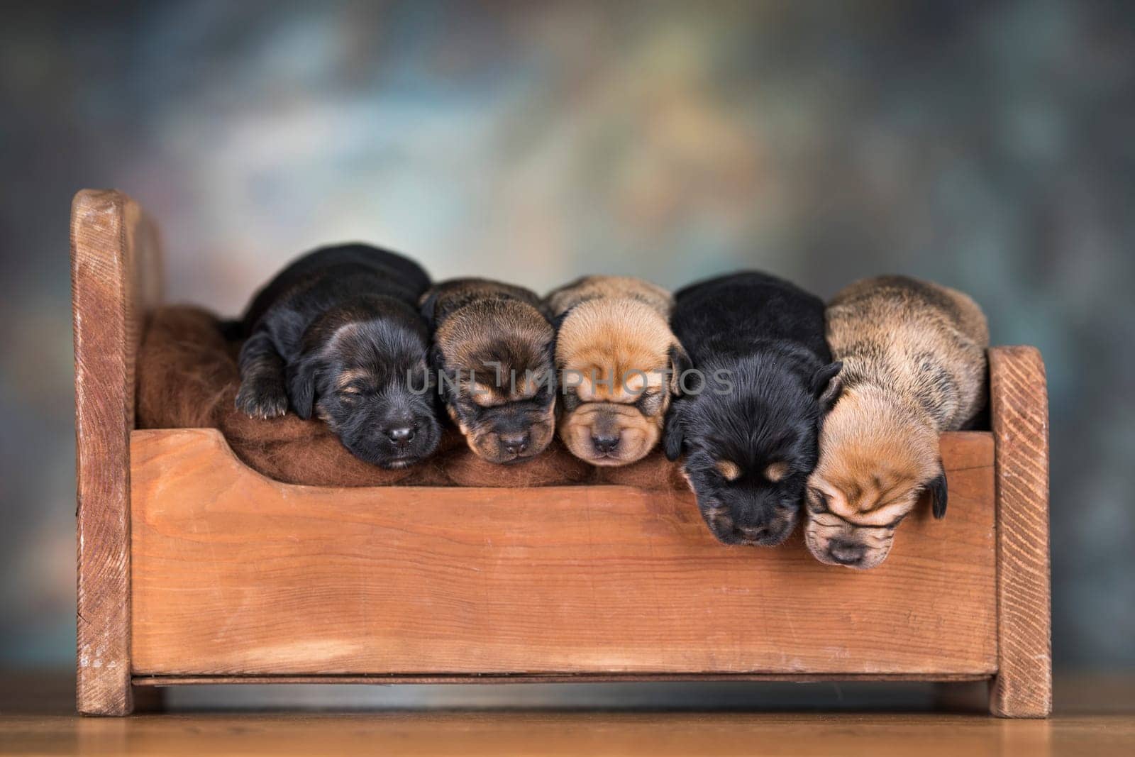 The dogs sleep on a wooden bed