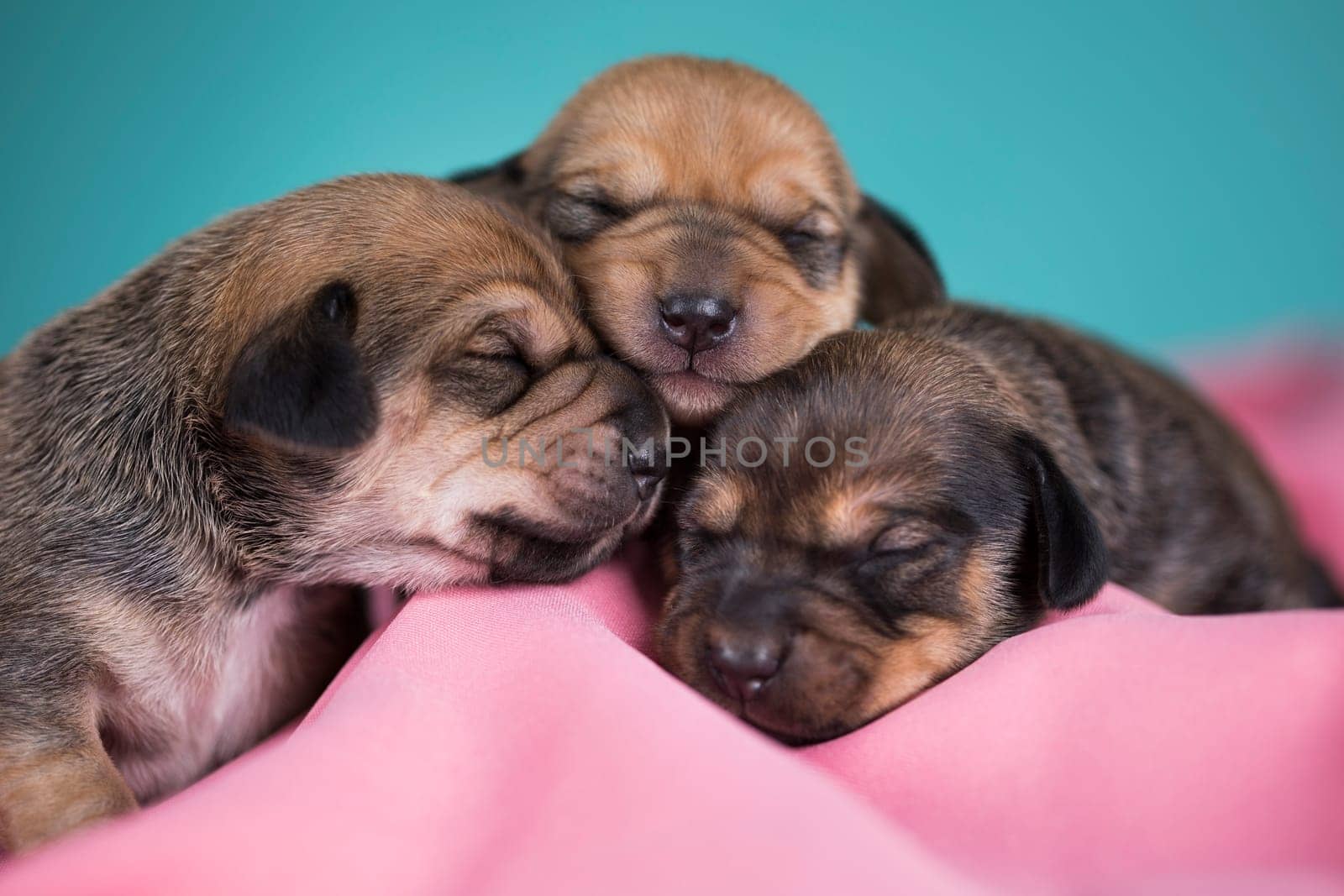 Dog in sleeps on a pink blanket