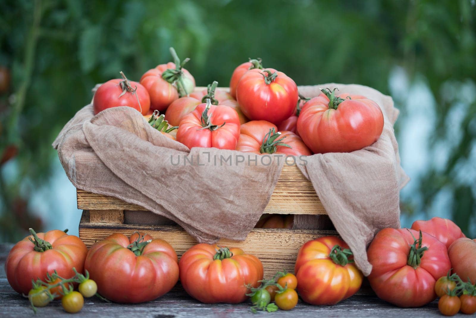 Red Tomatoes in a Greenhouse, organic food