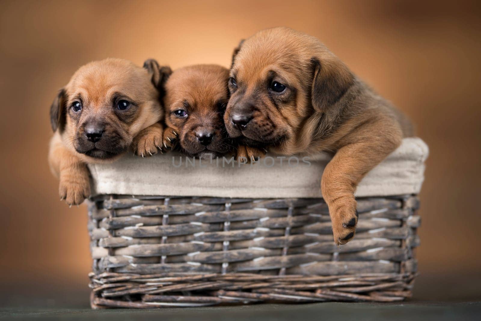 Little dogs in a wicker basket
