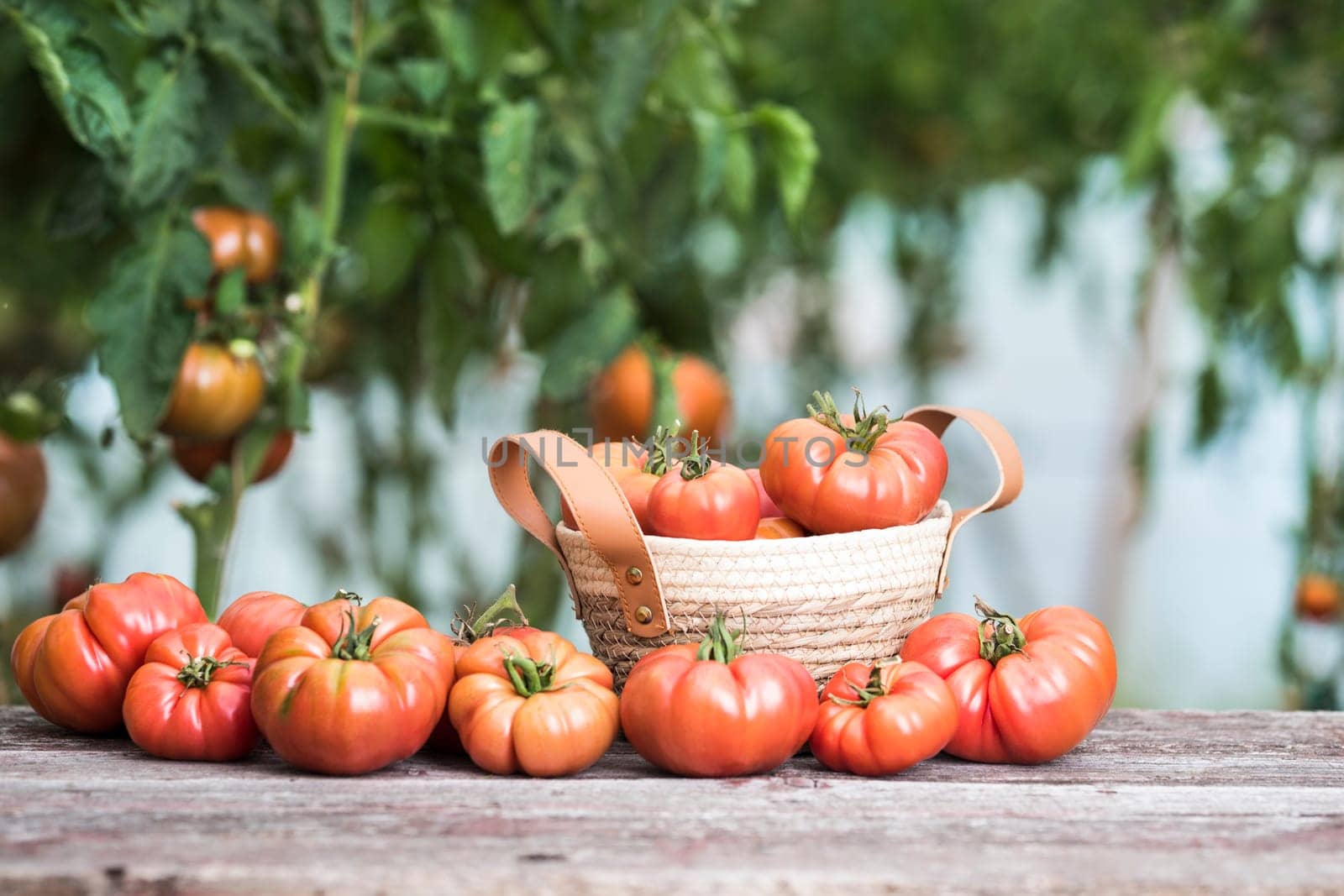 Vegetables, Tomatoes,  on desk in garden