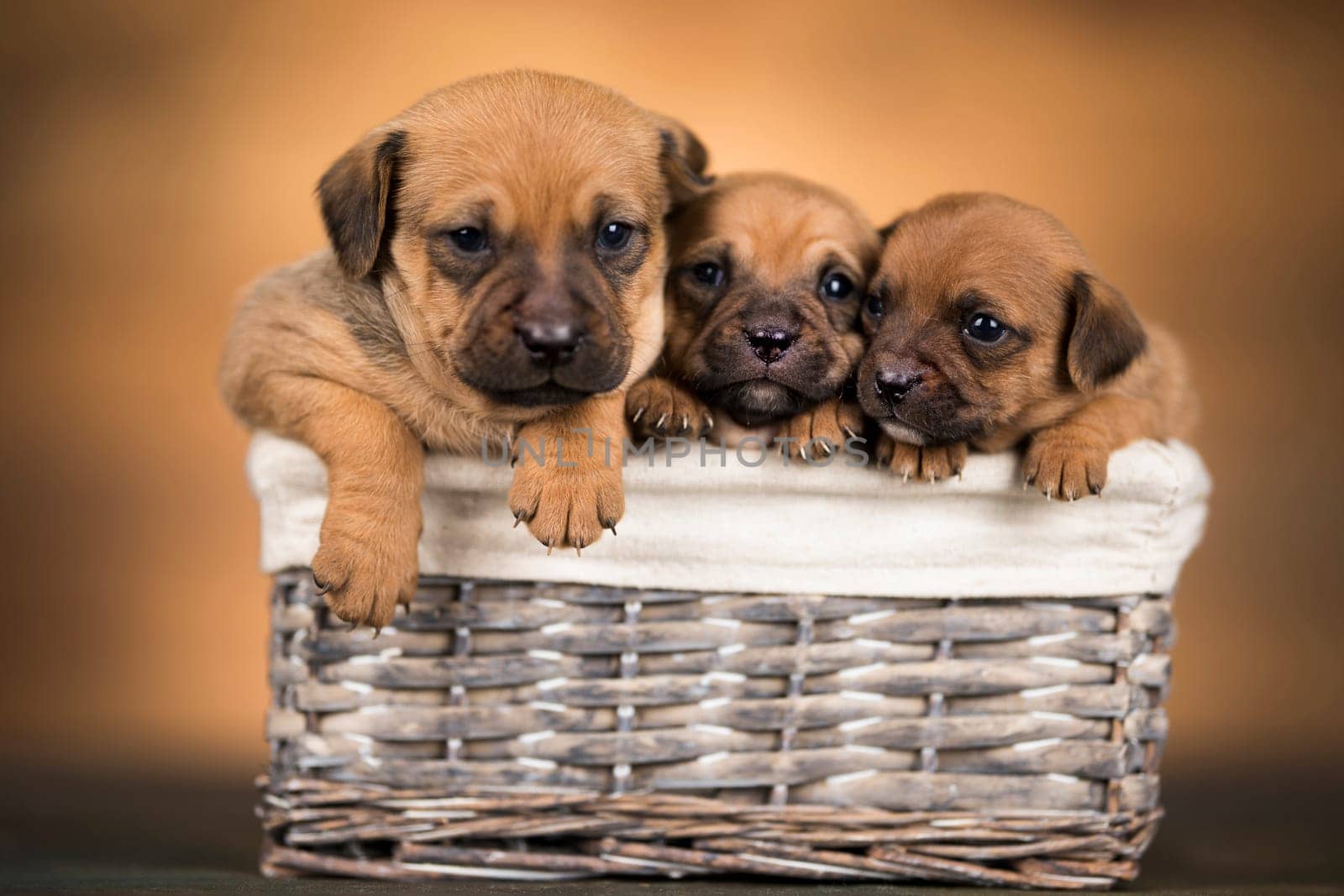 Small dog in a wicker basket