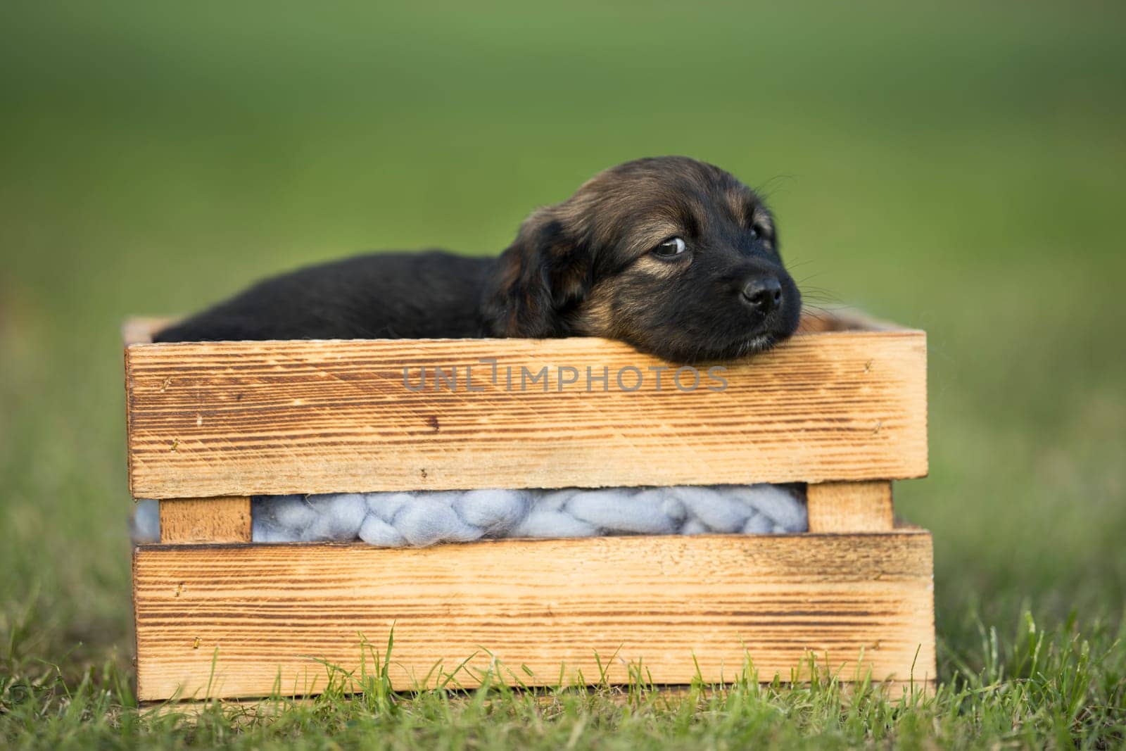 A happy puppy dog a wooden crate on the grass