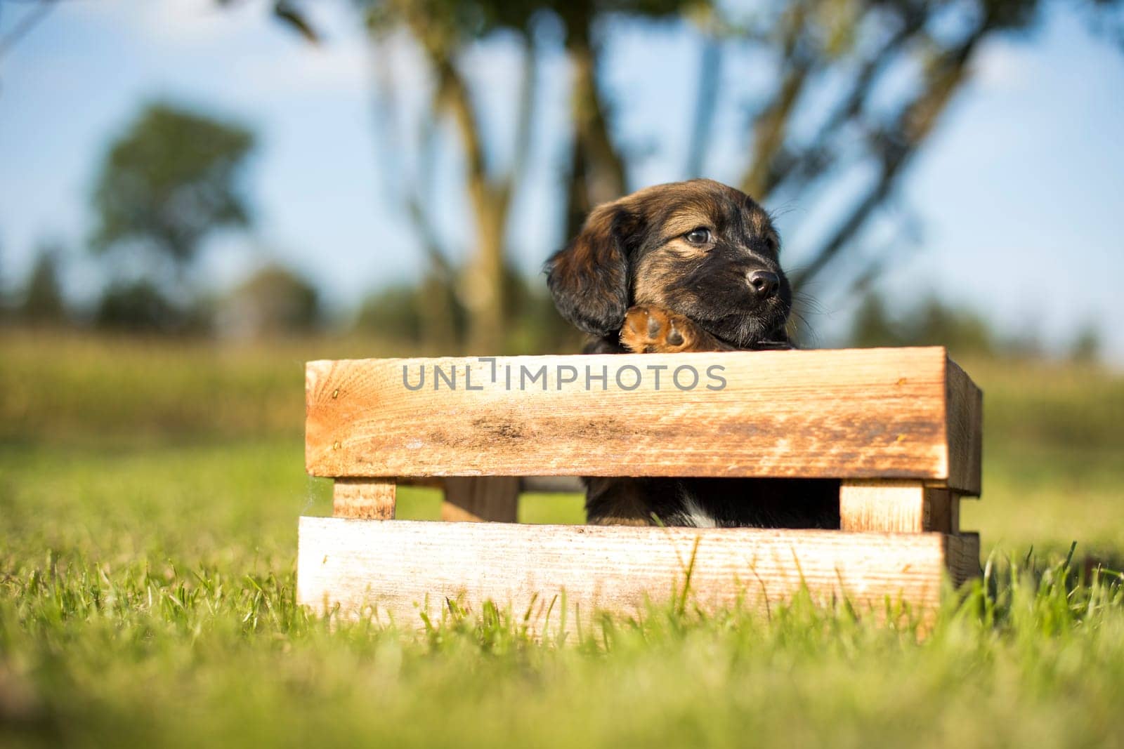 Cute little dog in a wooden crate on the grass