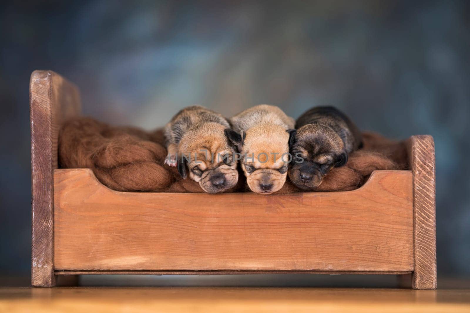 The dogs sleep on a wooden bed