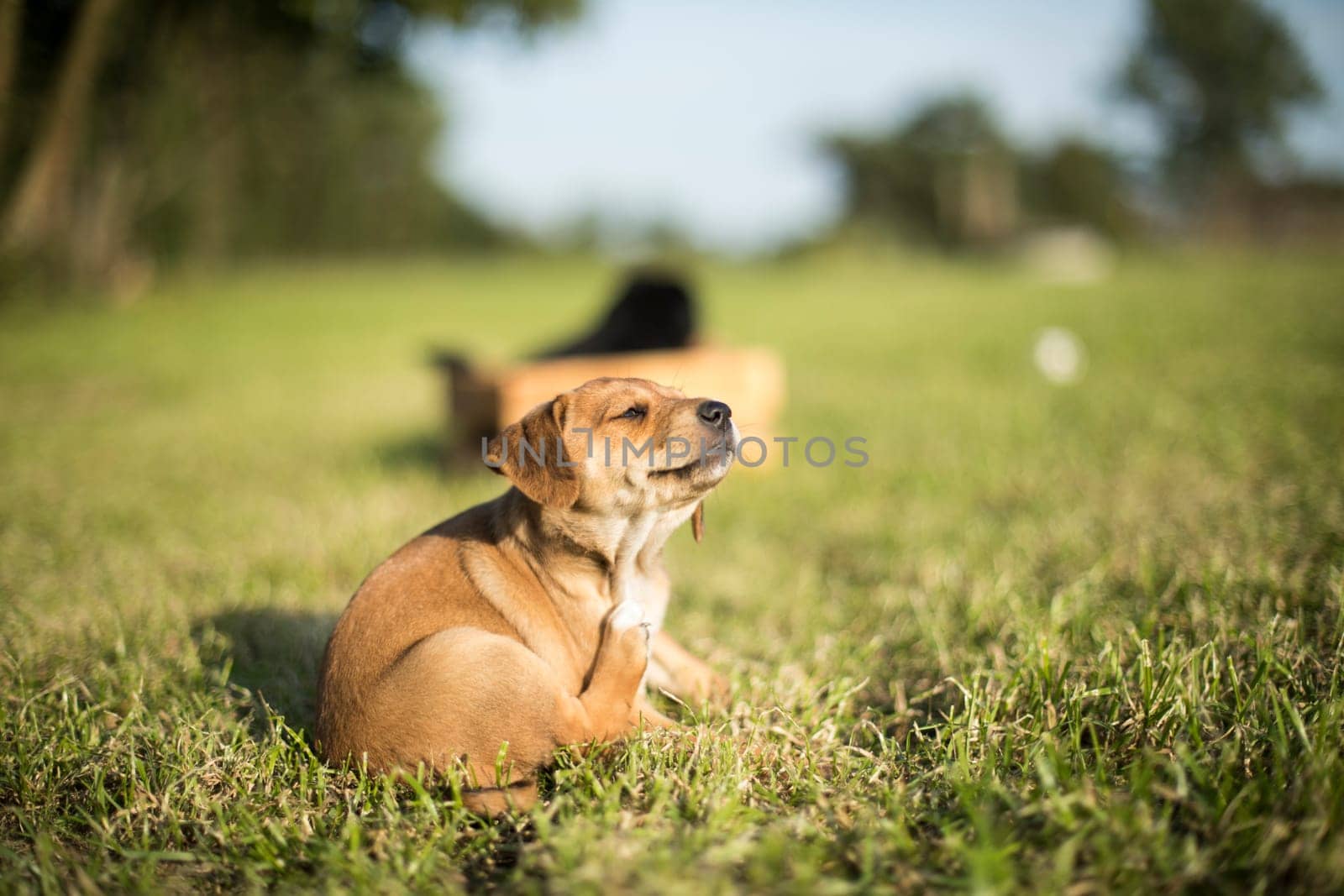 Puppy dog on the grass