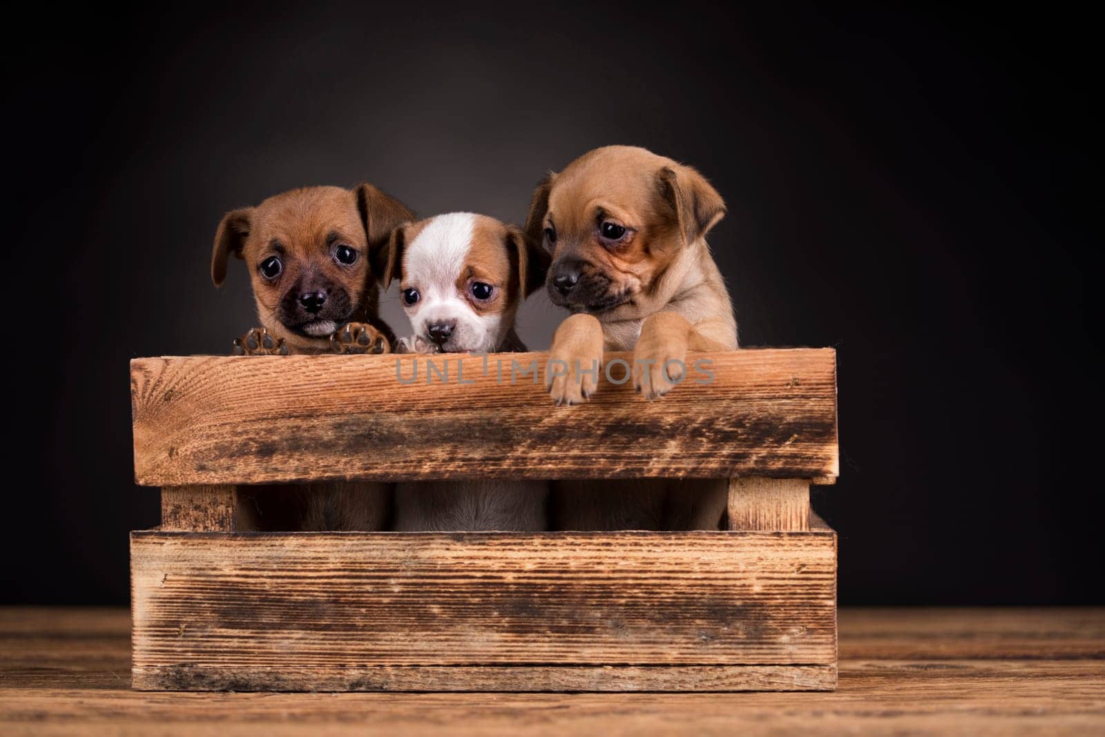 Cute little dog in a wooden crate