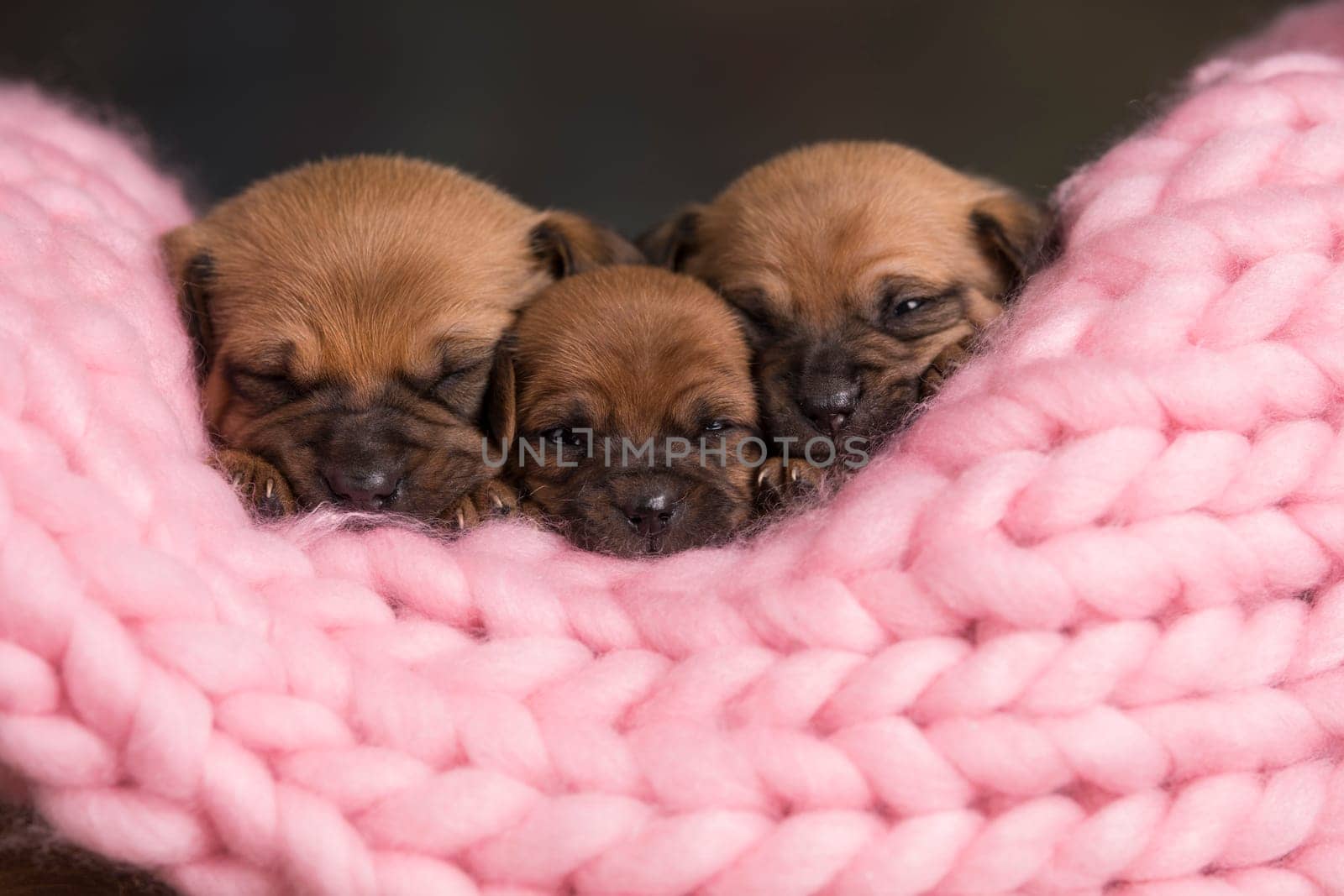 Dogs sleep on a small wooden bed
