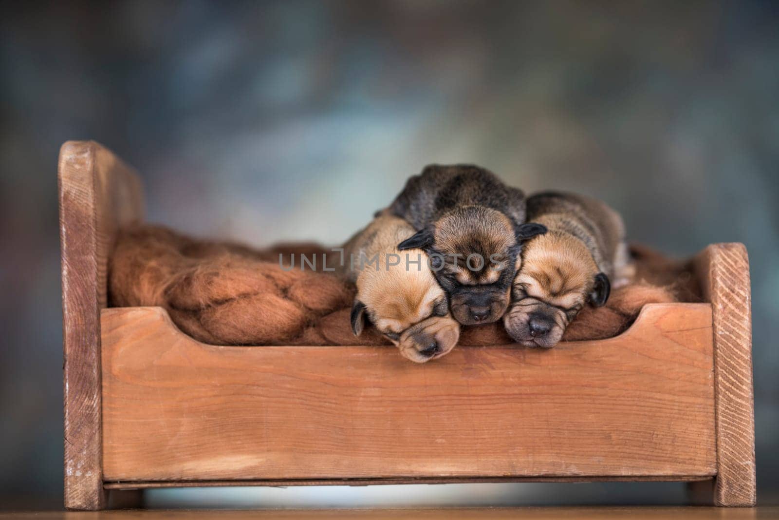 Dogs sleep on a small wooden bed