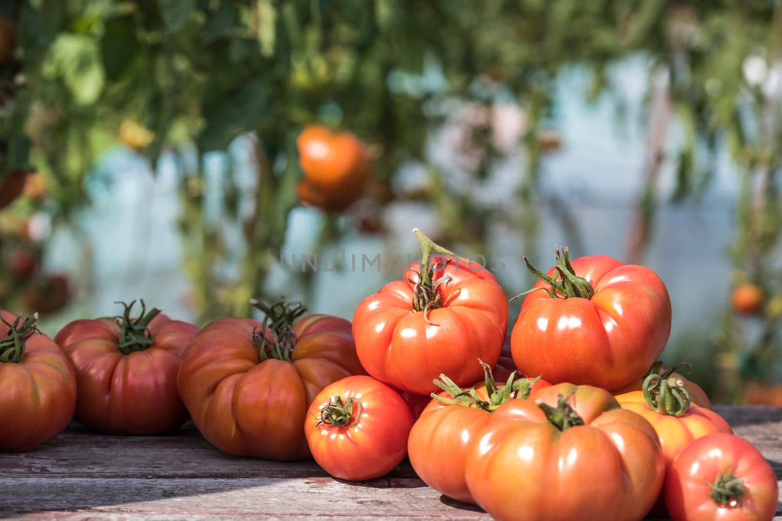 Red Tomatoes in a Greenhouse, organic food