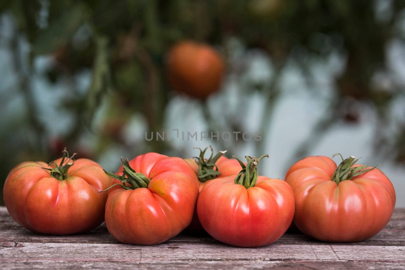 Red Tomatoes in a Greenhouse, organic food