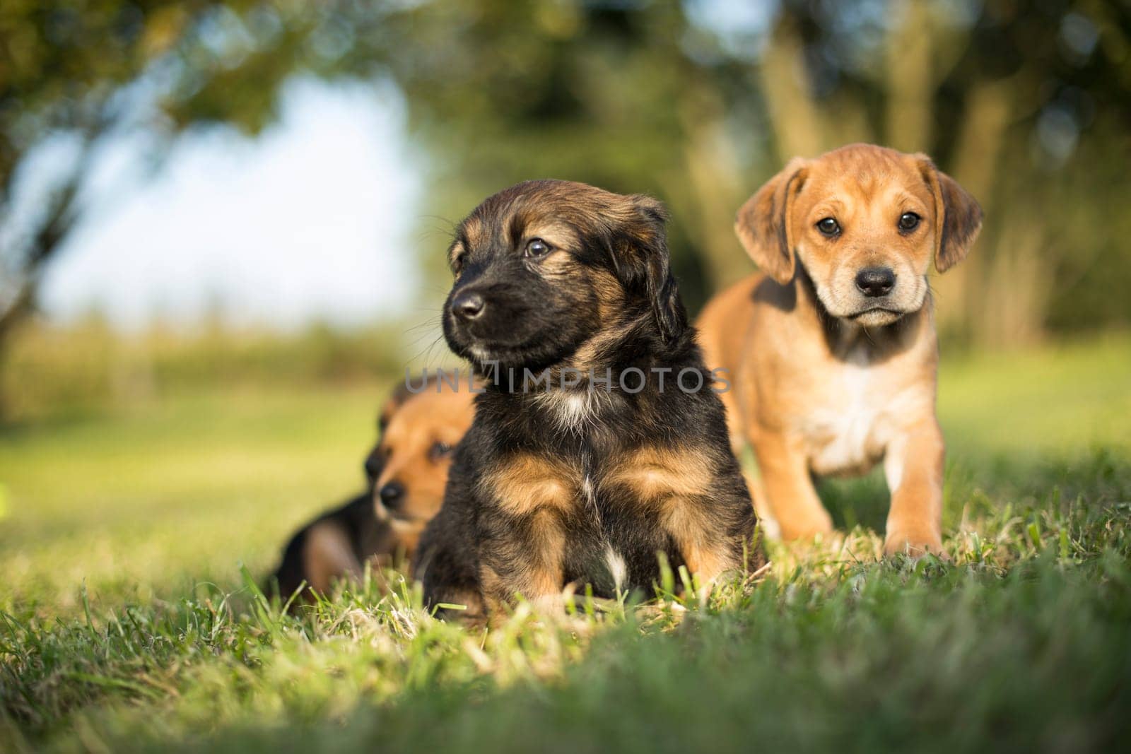 Little dog on the grass