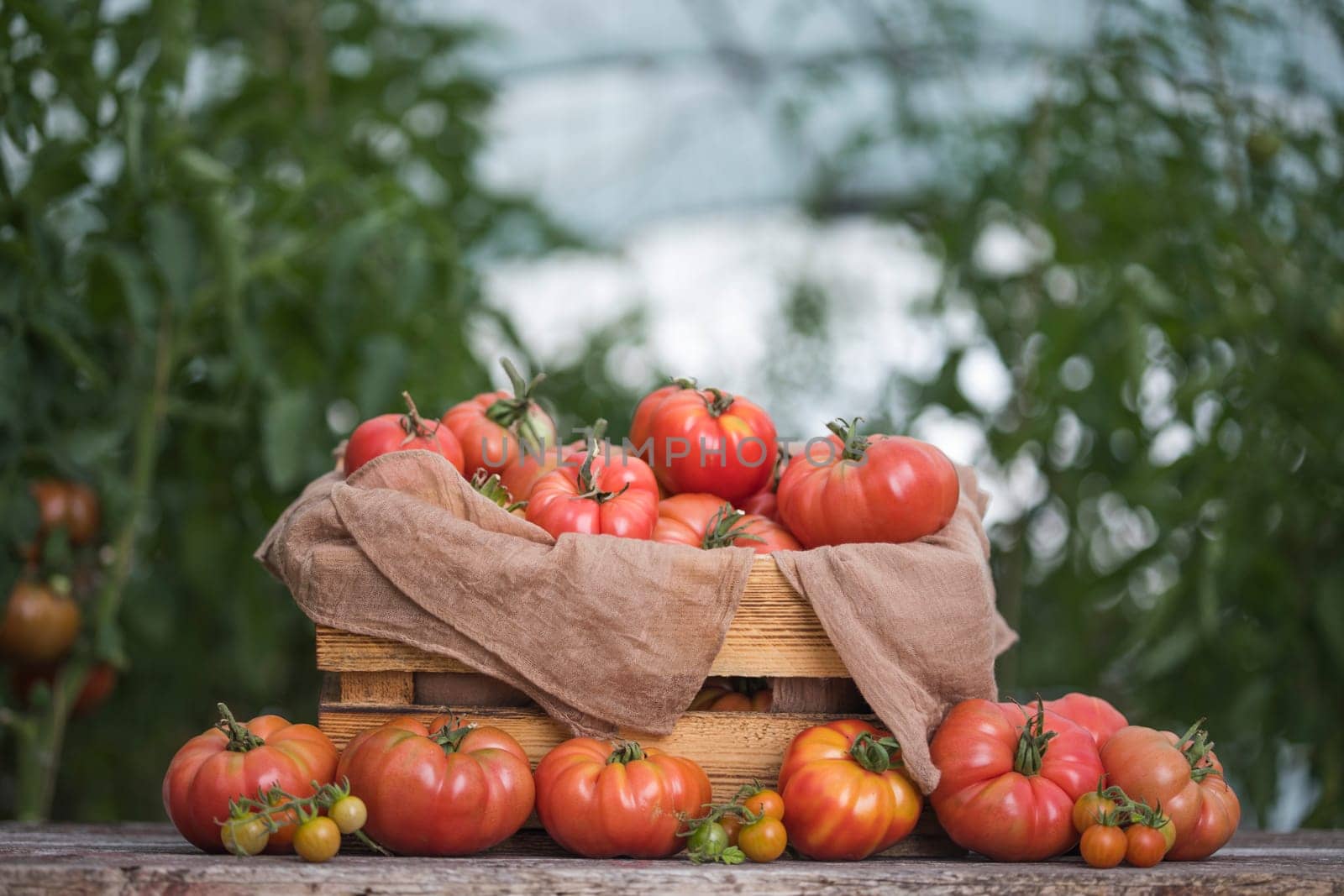 Vegetables, Tomatoes,  on desk in garden