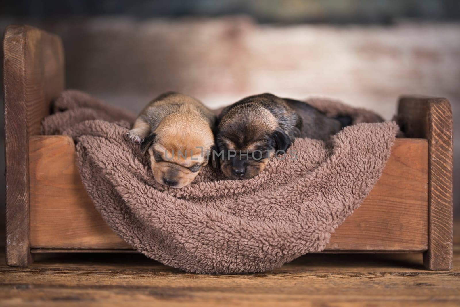 Little puppy breed is sleeping