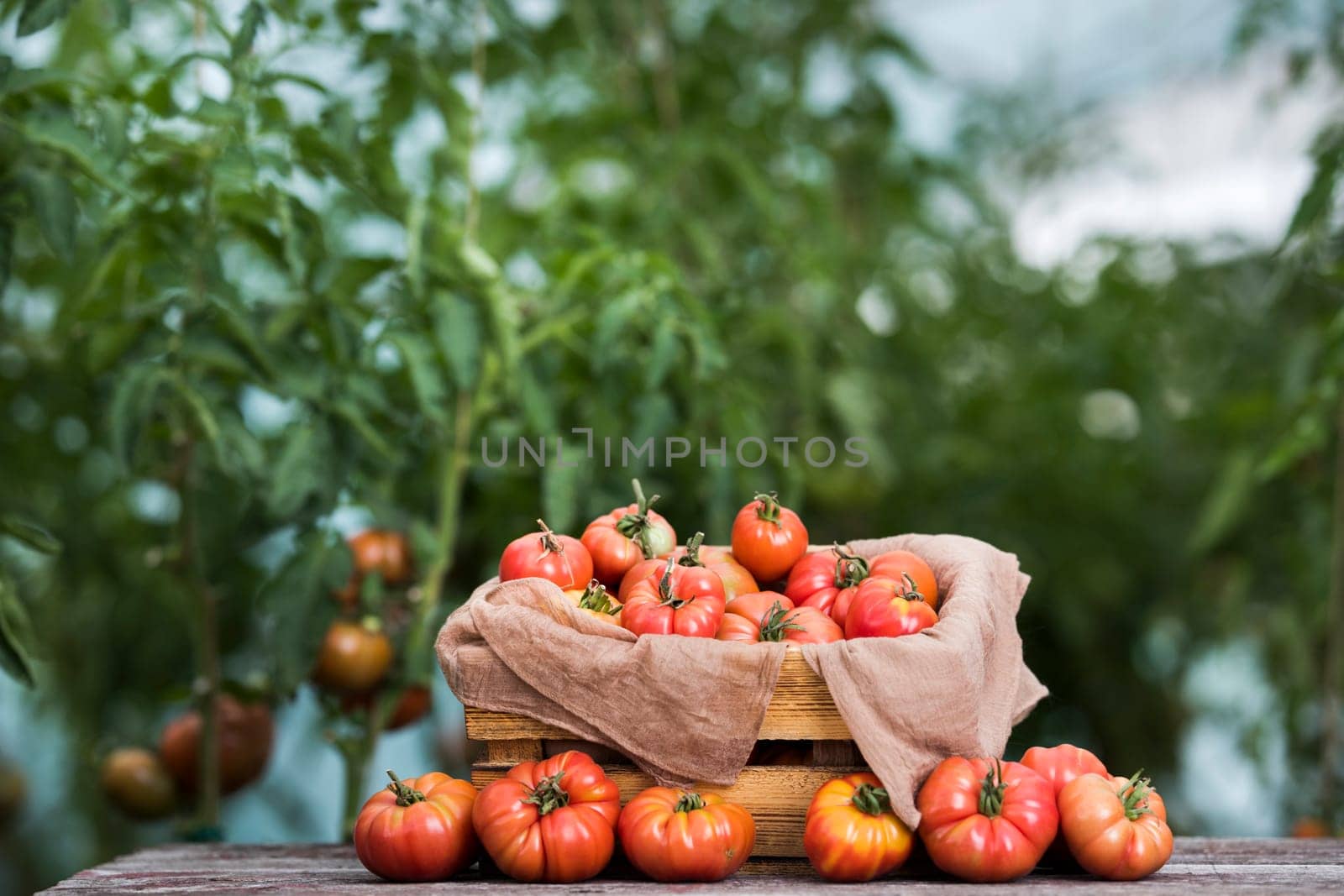 Vegetables, Tomatoes,  on desk in garden