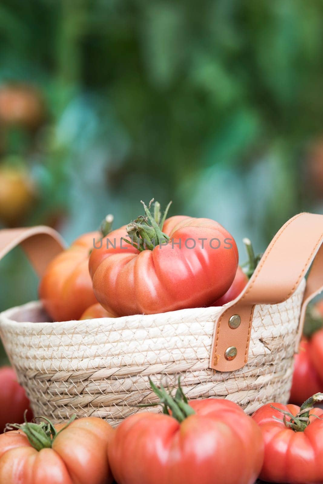 Red Tomatoes in a Greenhouse, organic food