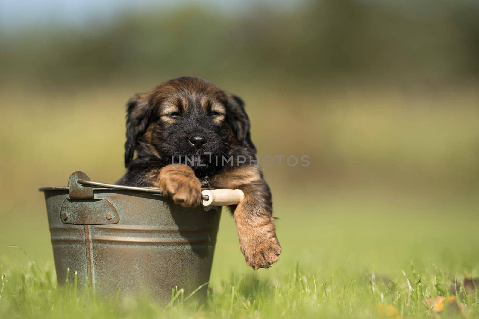 Dog in a metal bucket
