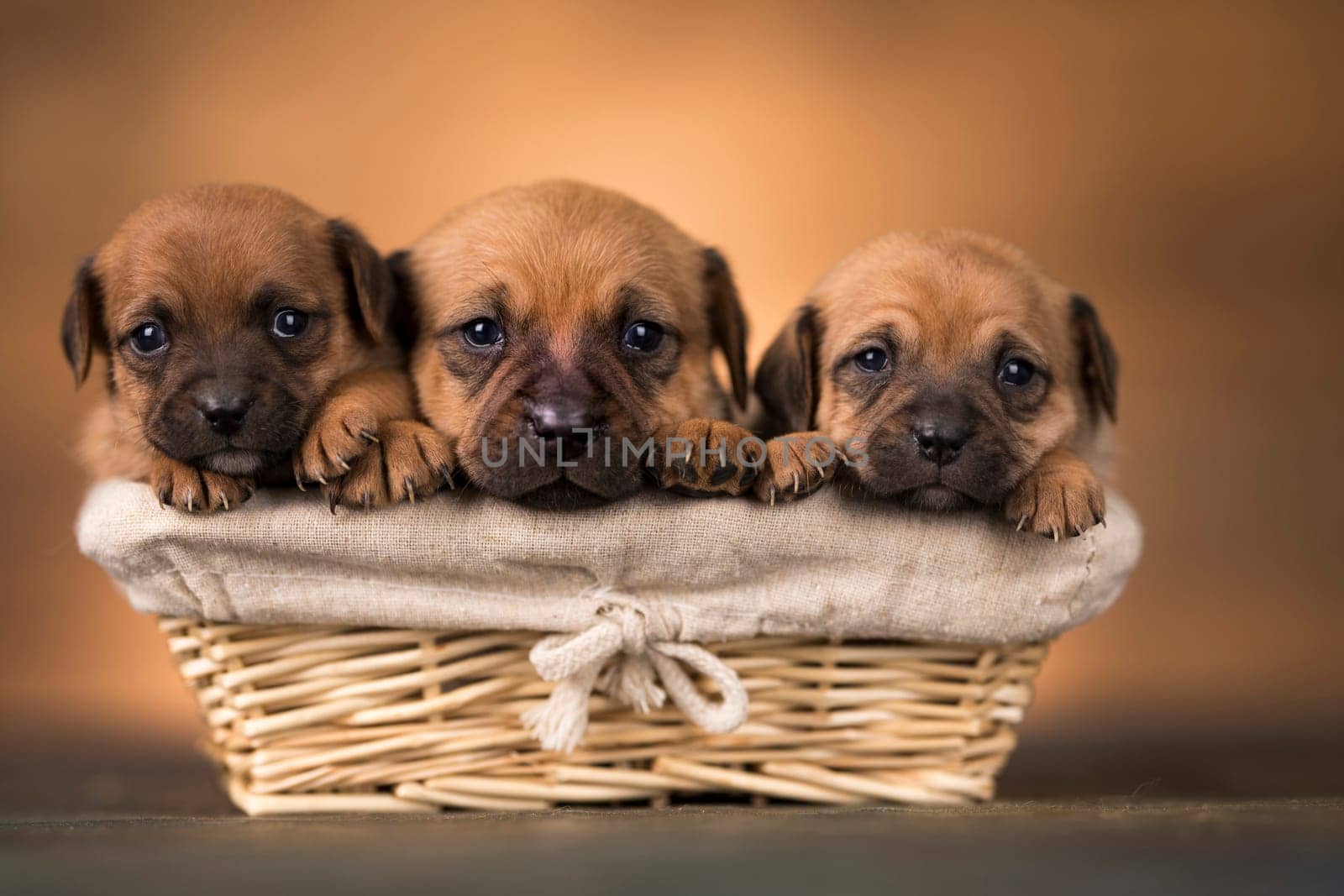 Small puppies in a wicker basket