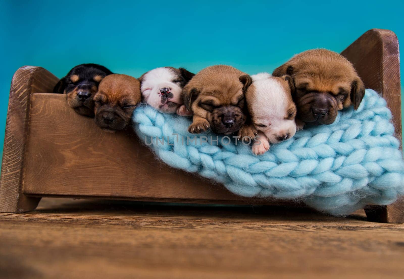 Dogs sleep on a small wooden bed