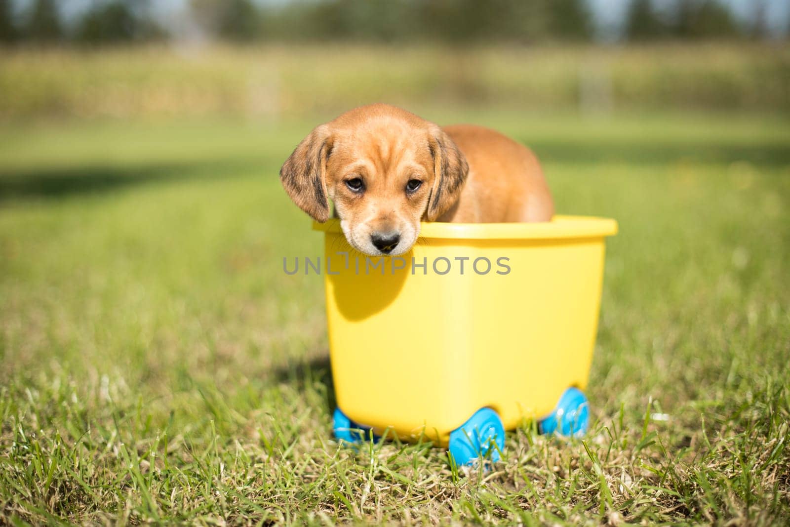 Little dog in a toy wagon on the grass