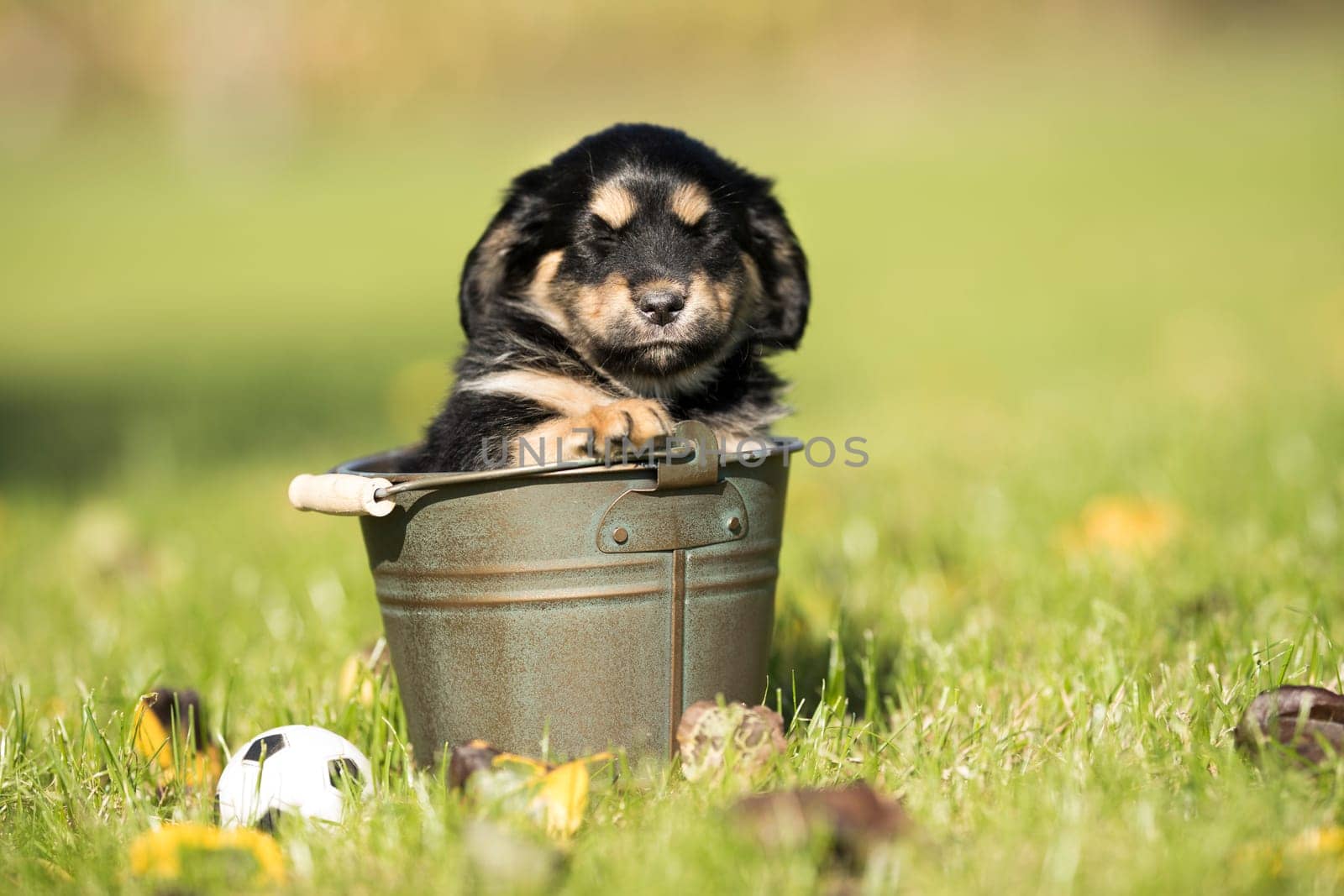 A small dog in a metal bucket