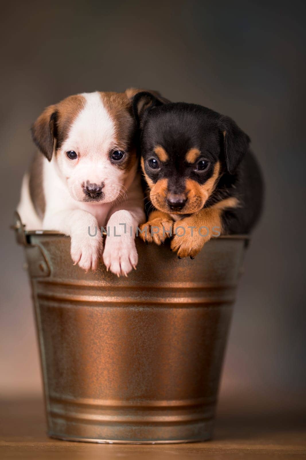 Dogs in a metal bucket