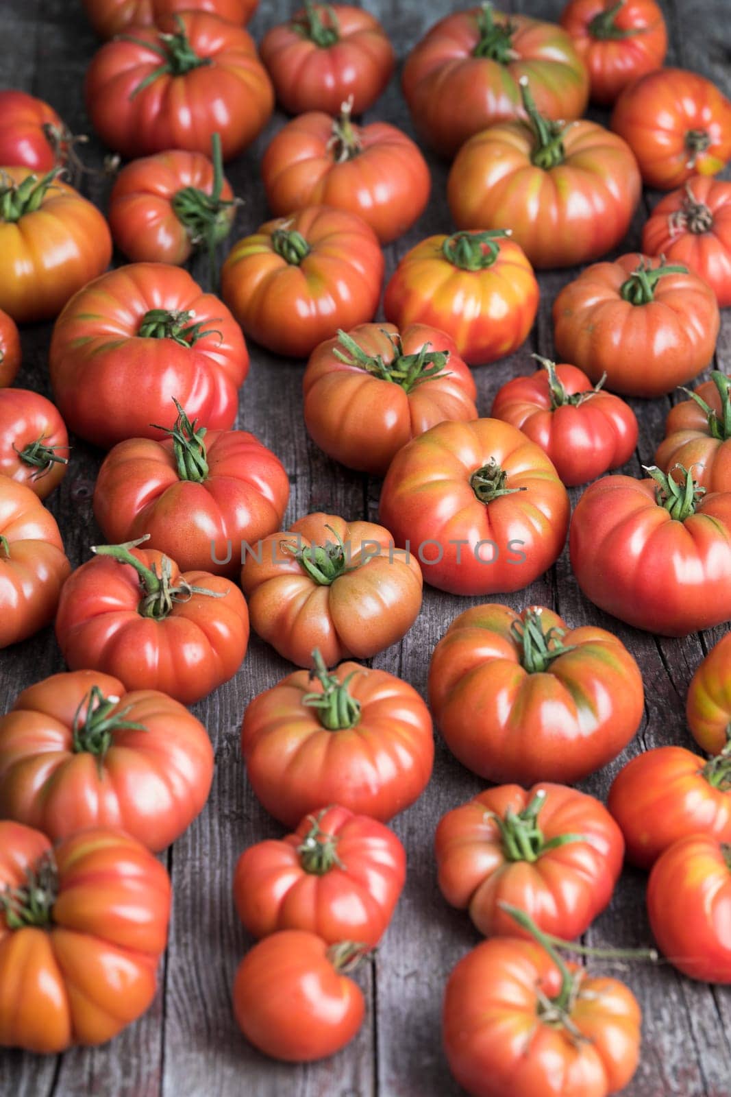 Red Tomatoes in a Greenhouse, organic food