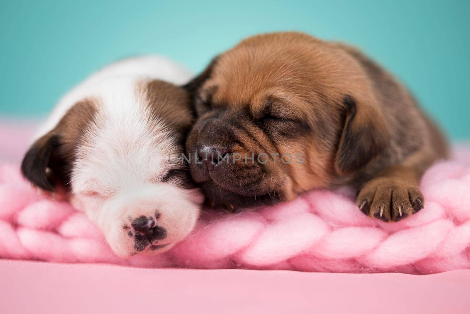 Dogs on a sleeps on a blanket
