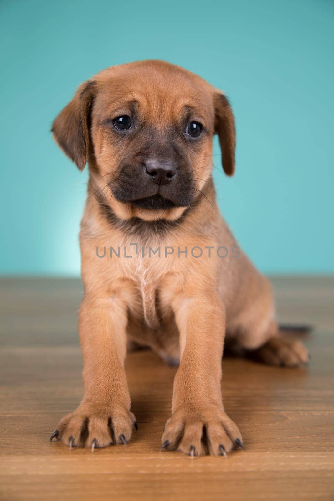 Cute puppy dog, animals concept