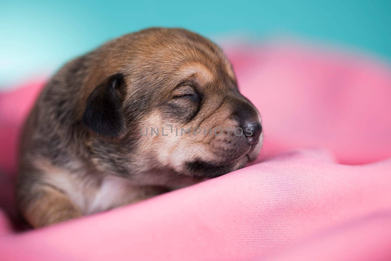 A beautiful little dog sleeps on a pink blanket
