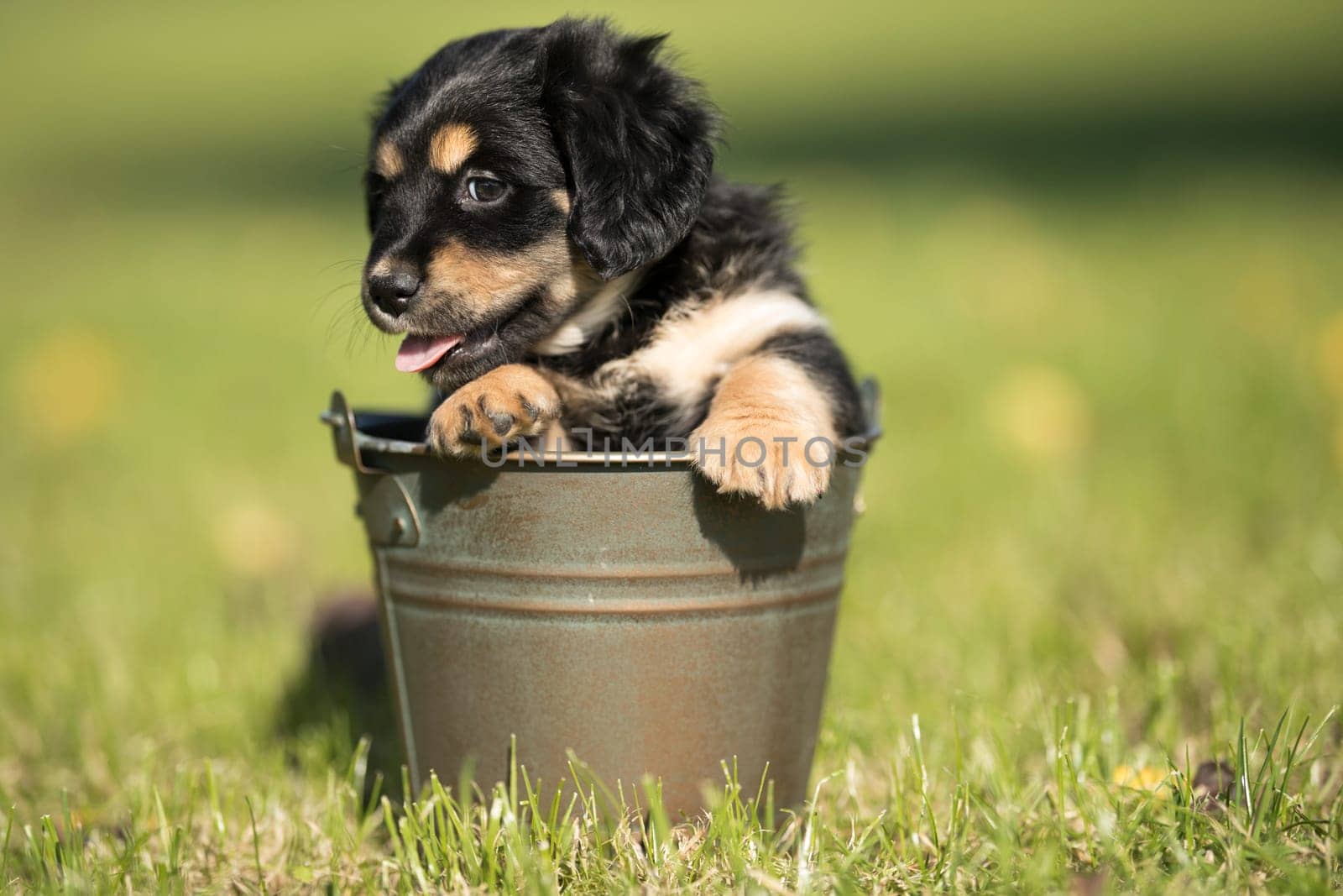 Dog in a metal bucket