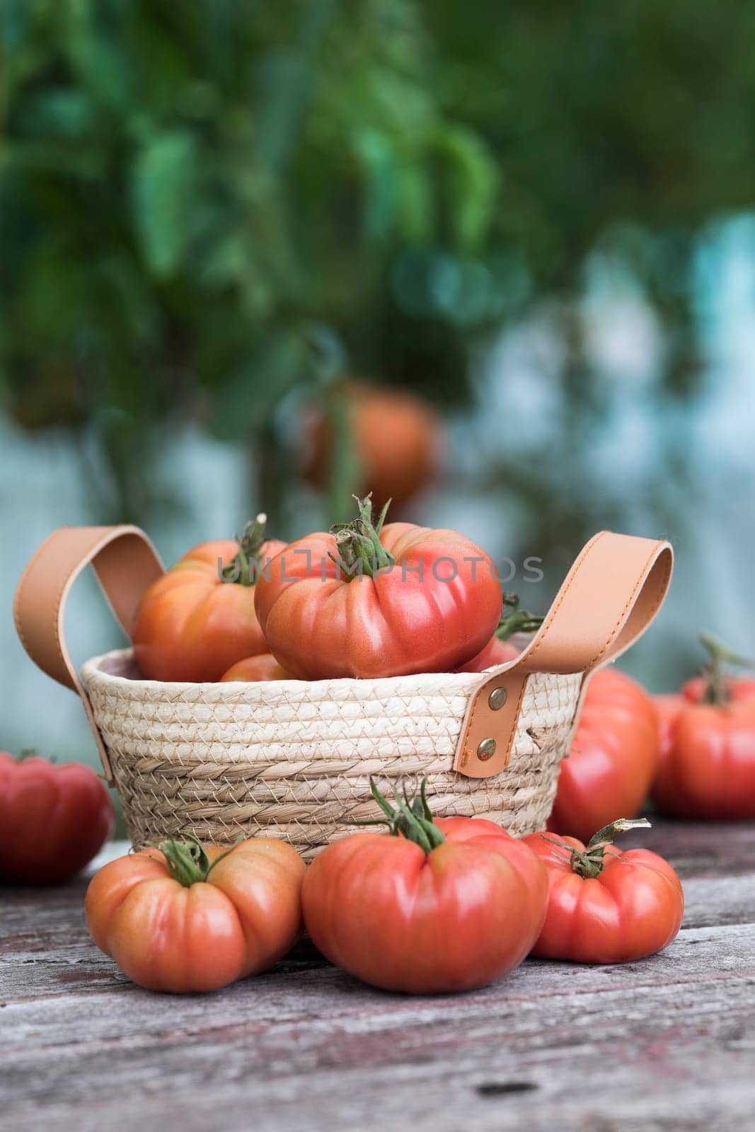 Red Tomatoes in a Greenhouse, organic food