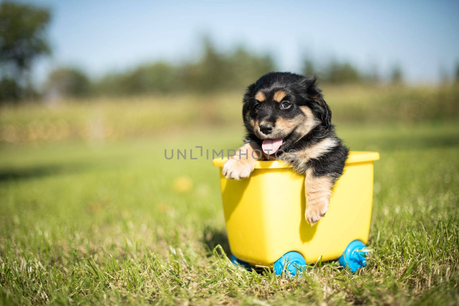 Little dog in a toy wagon on the grass