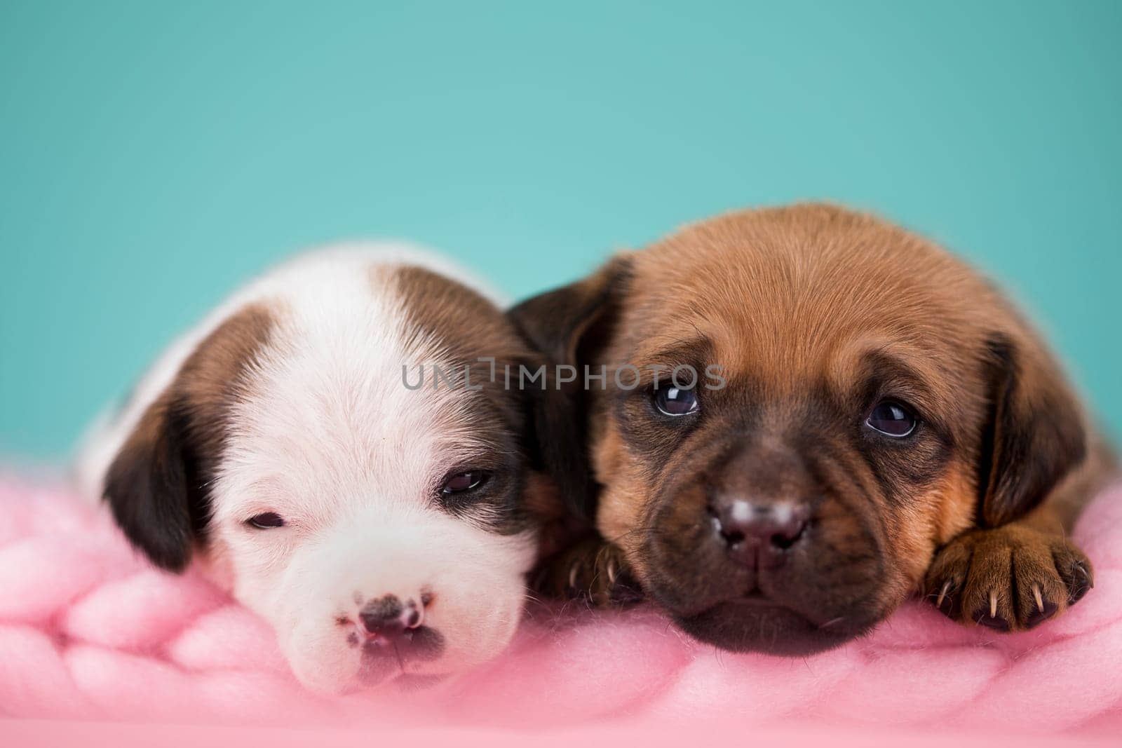 Pet, dog puppy, sleeps on a blanket