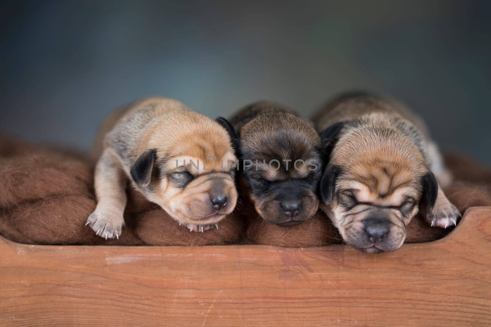 The dogs sleep on a wooden bed