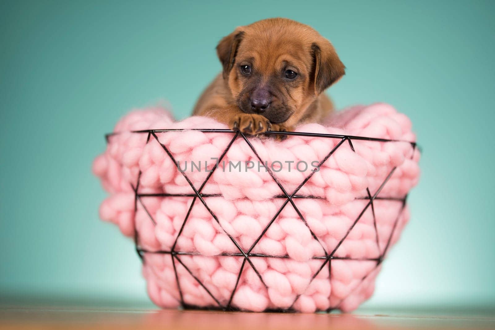 Beautiful happy puppy dog a metal basket