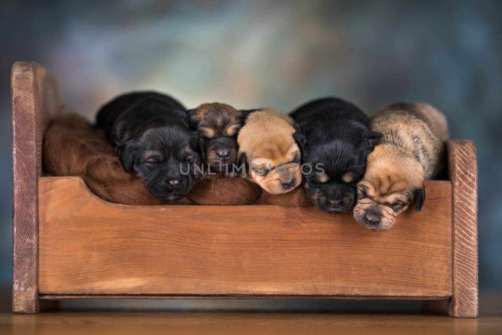 The dogs sleep on a wooden bed