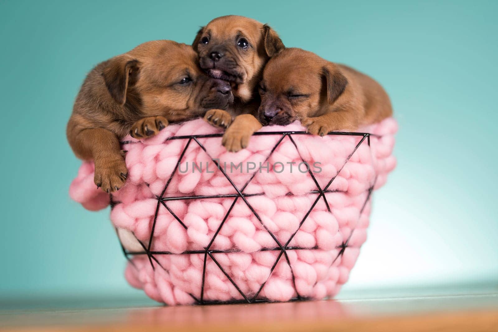Sleeping dogs in a metal basket