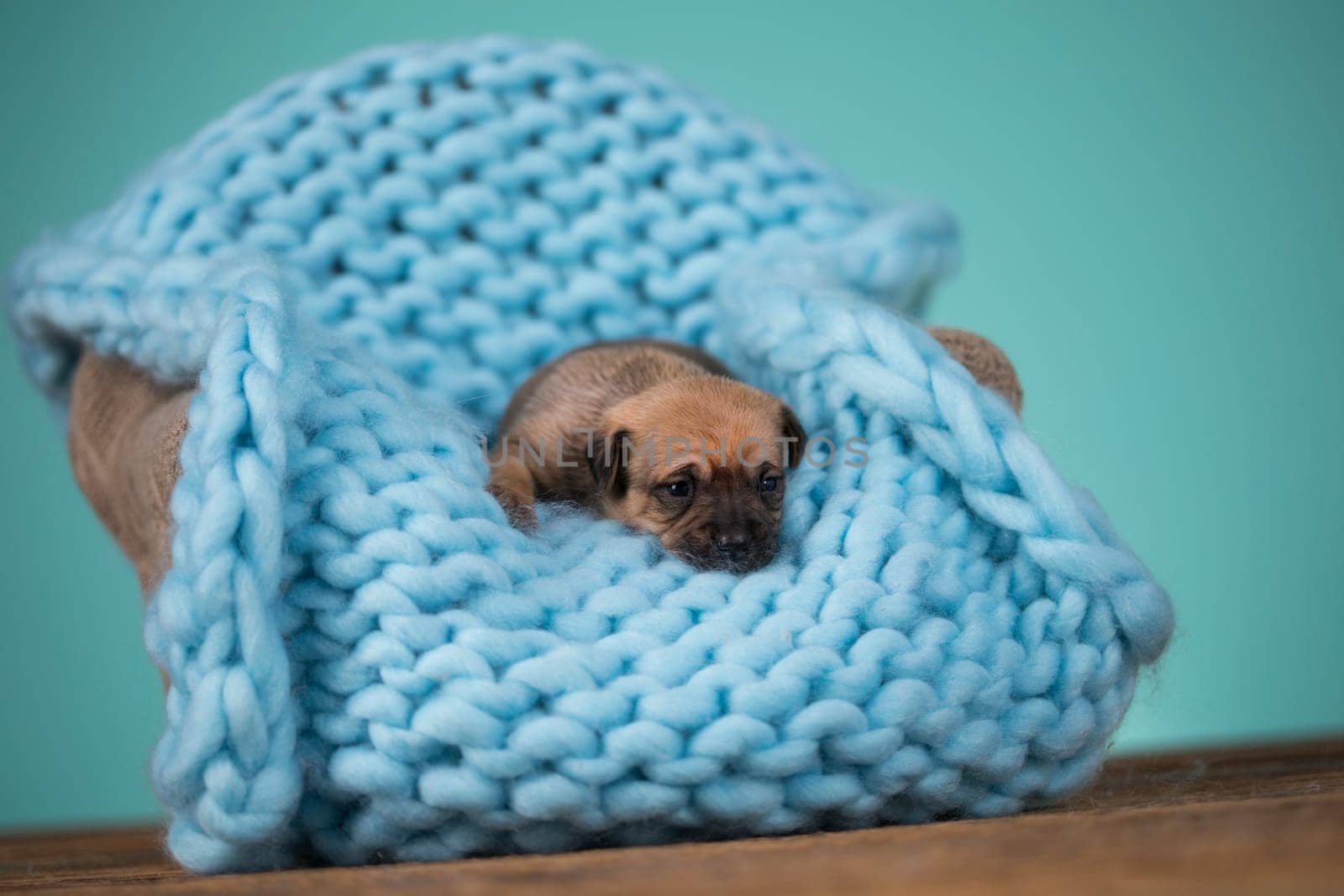 Little cute puppies are sleeping on a blanket