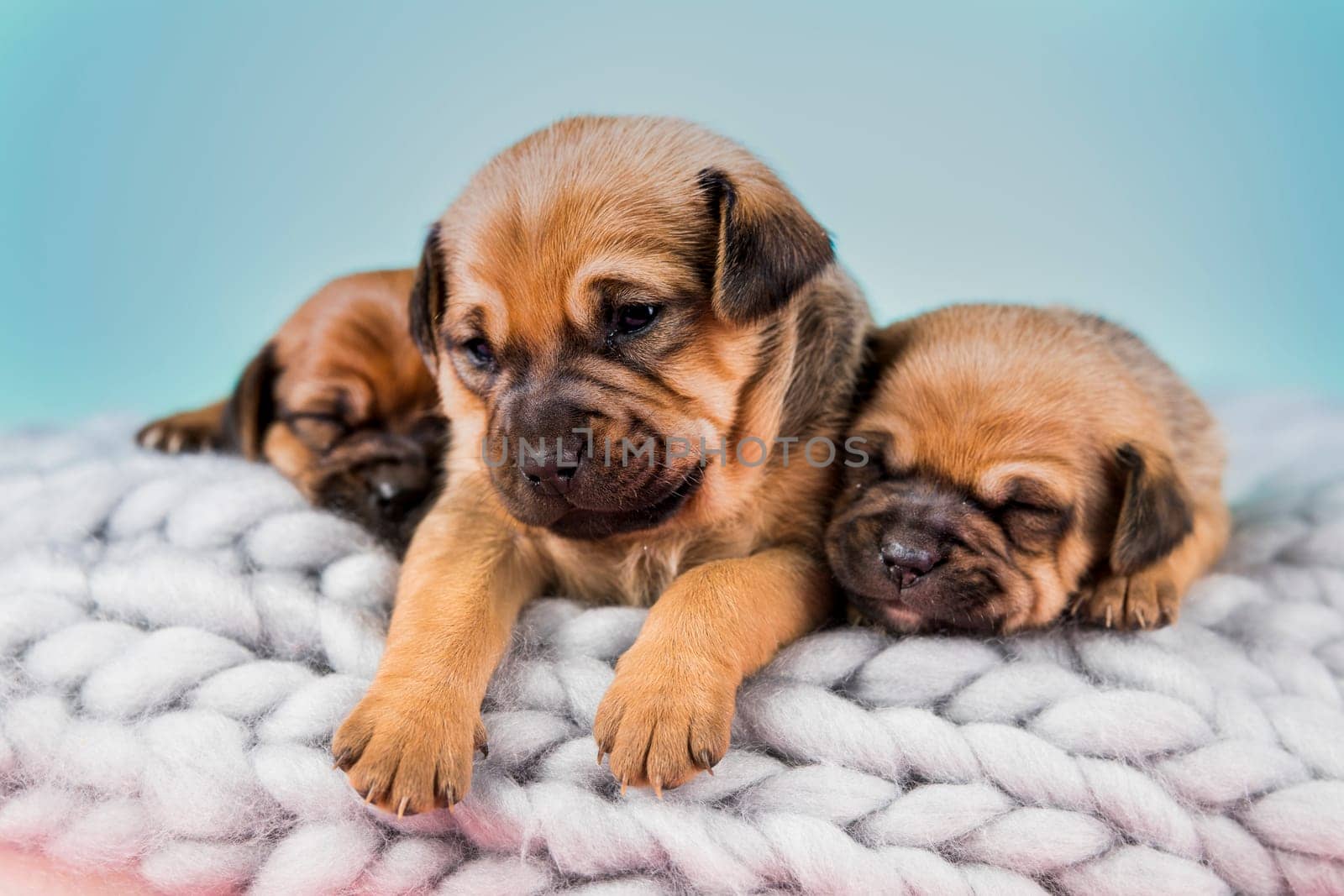 Pet, dog puppy, sleeps on a blanket