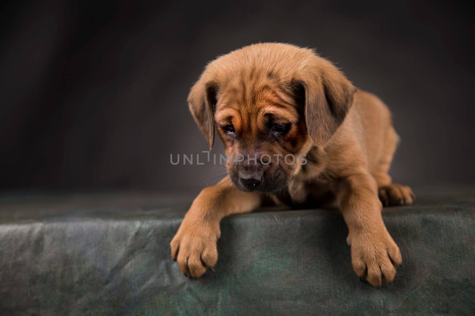 Little Puppy dog in a black background