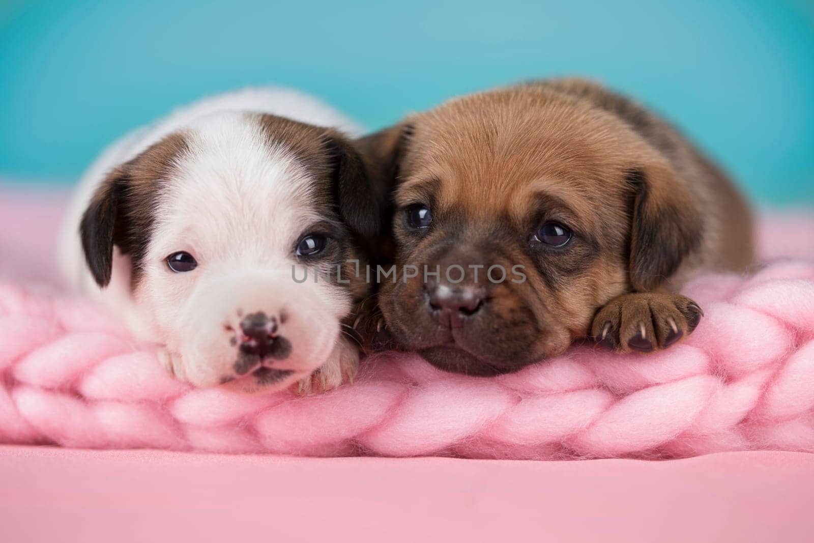 Pet, dog puppy, sleeps on a blanket