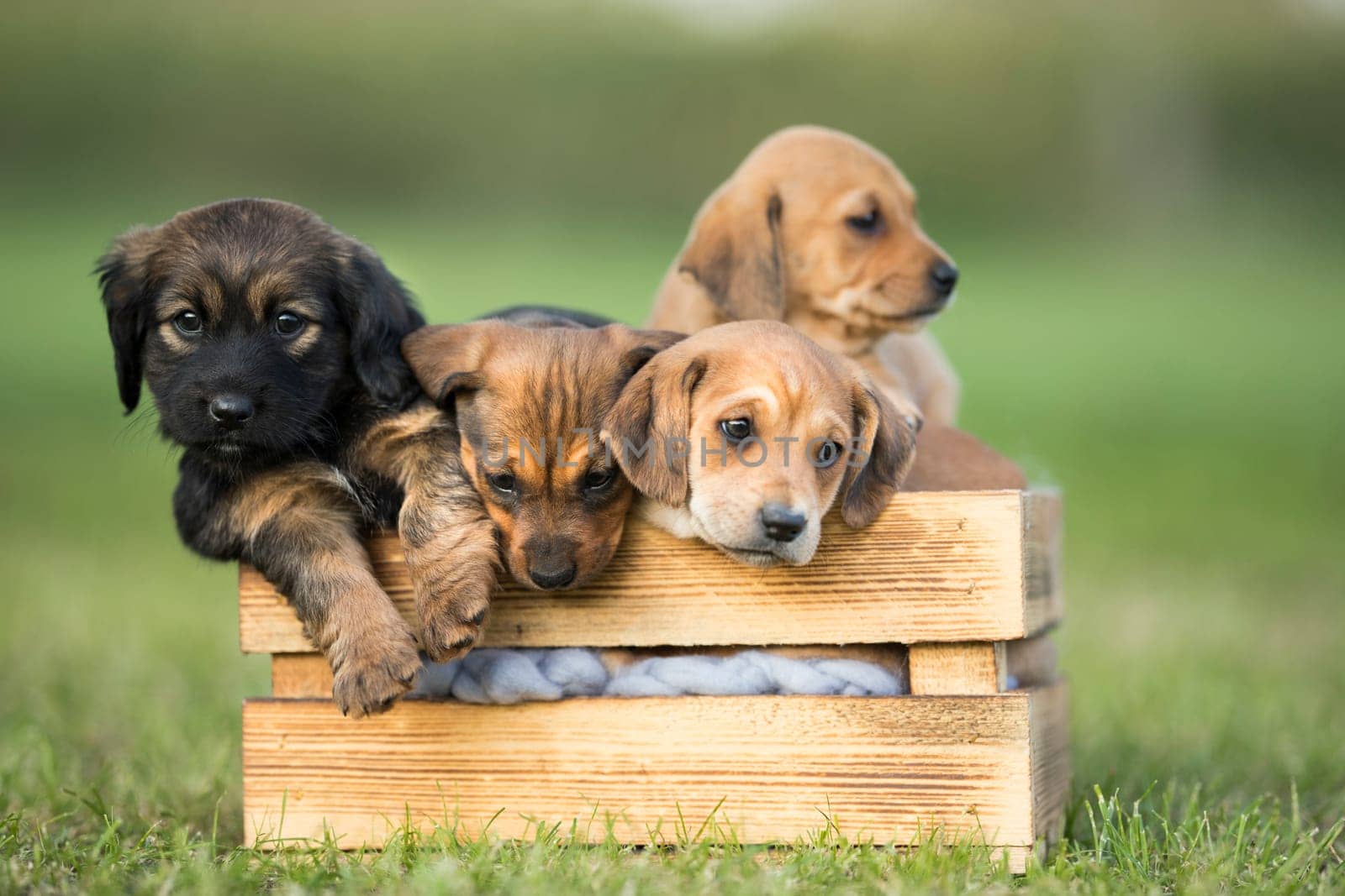 A group of cute puppies in a wooden crate on the grass