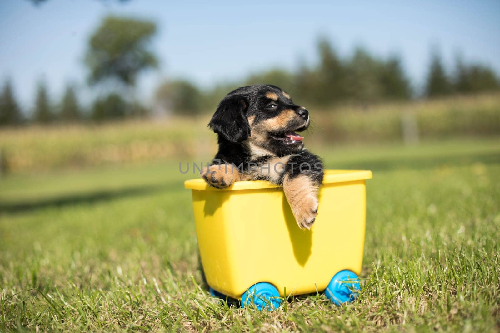 Little dog in a toy wagon on the grass