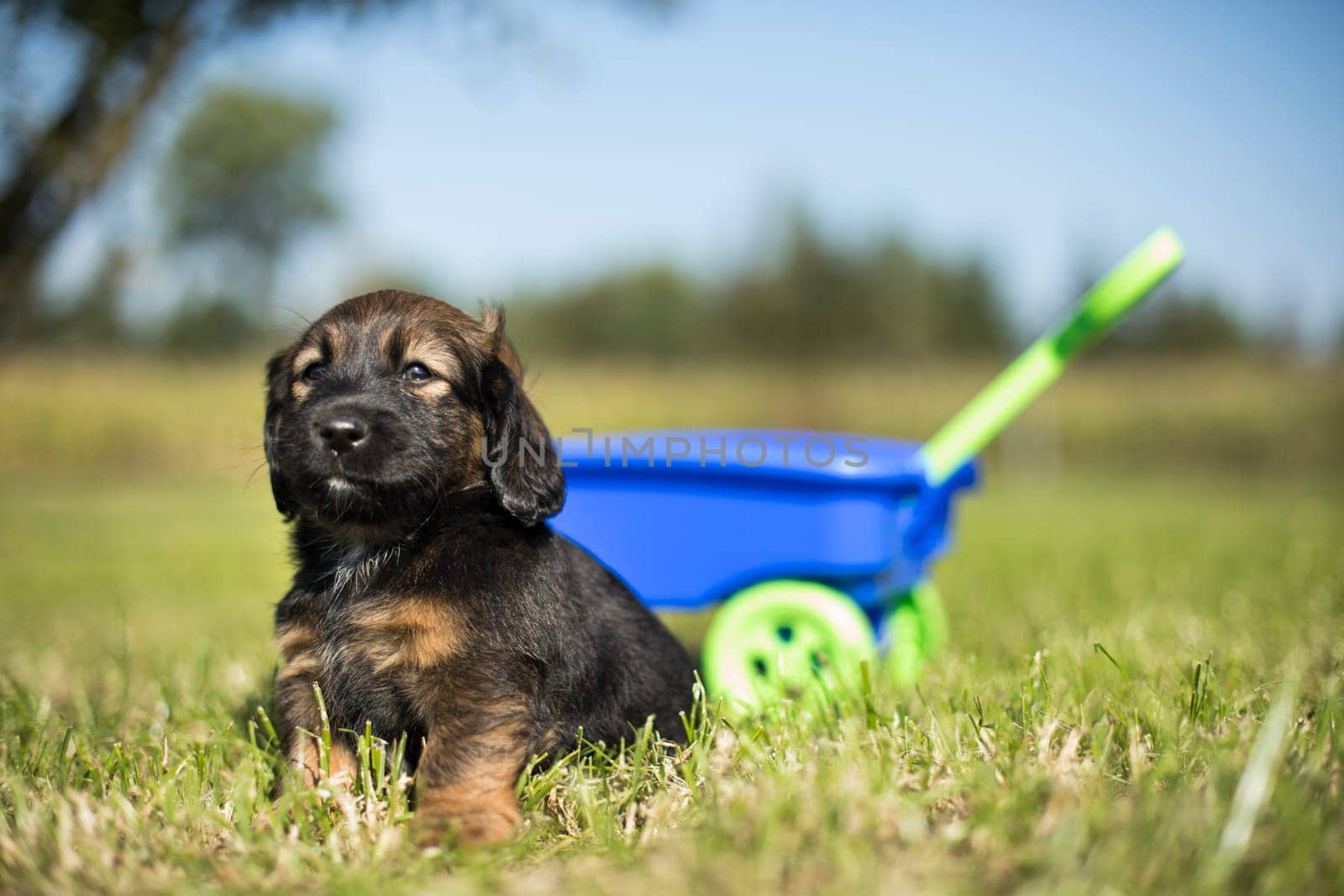 Cute dog in a toy wagon on the grass