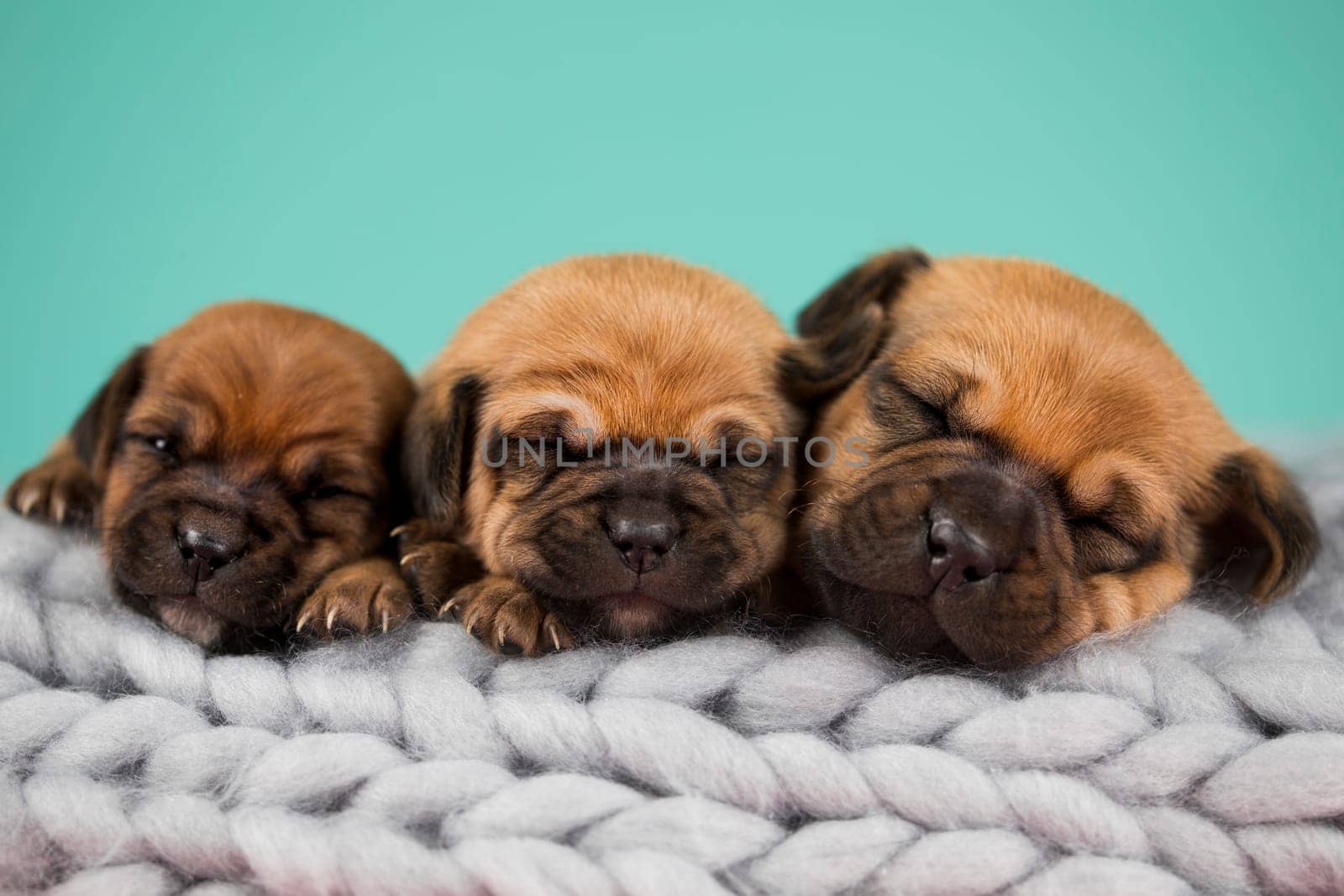 Pet, dog puppy, sleeps on a blanket