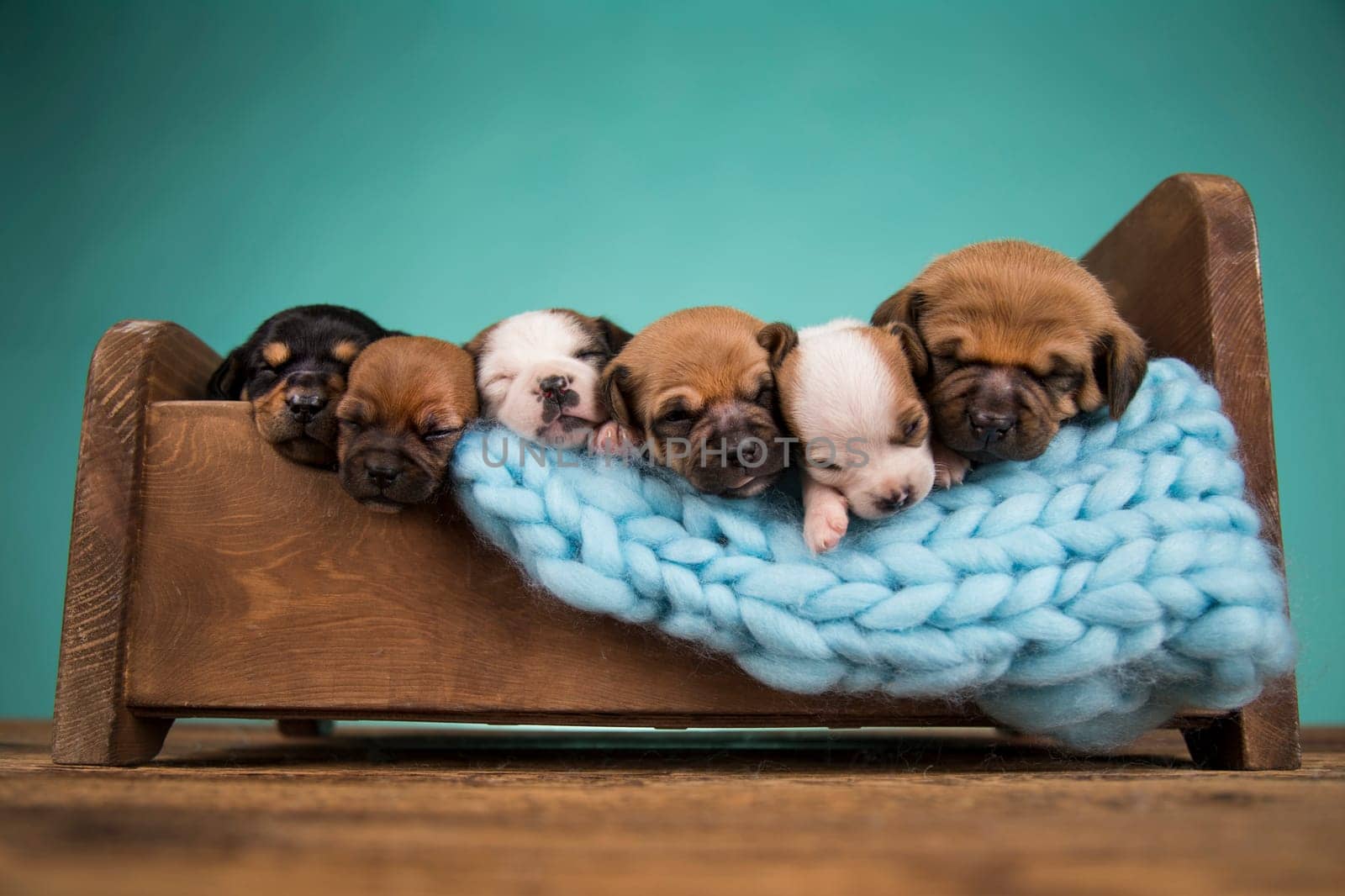 Dogs sleep on a small wooden bed