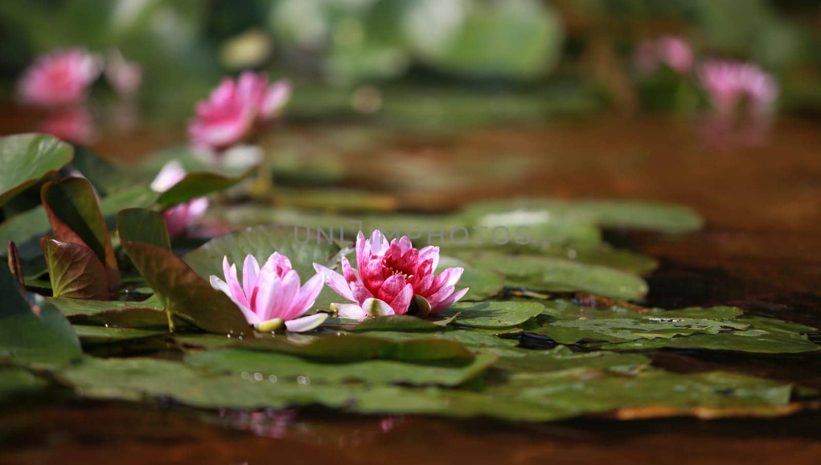 blooming lotus, beautiful pink flowers on the surface of the water